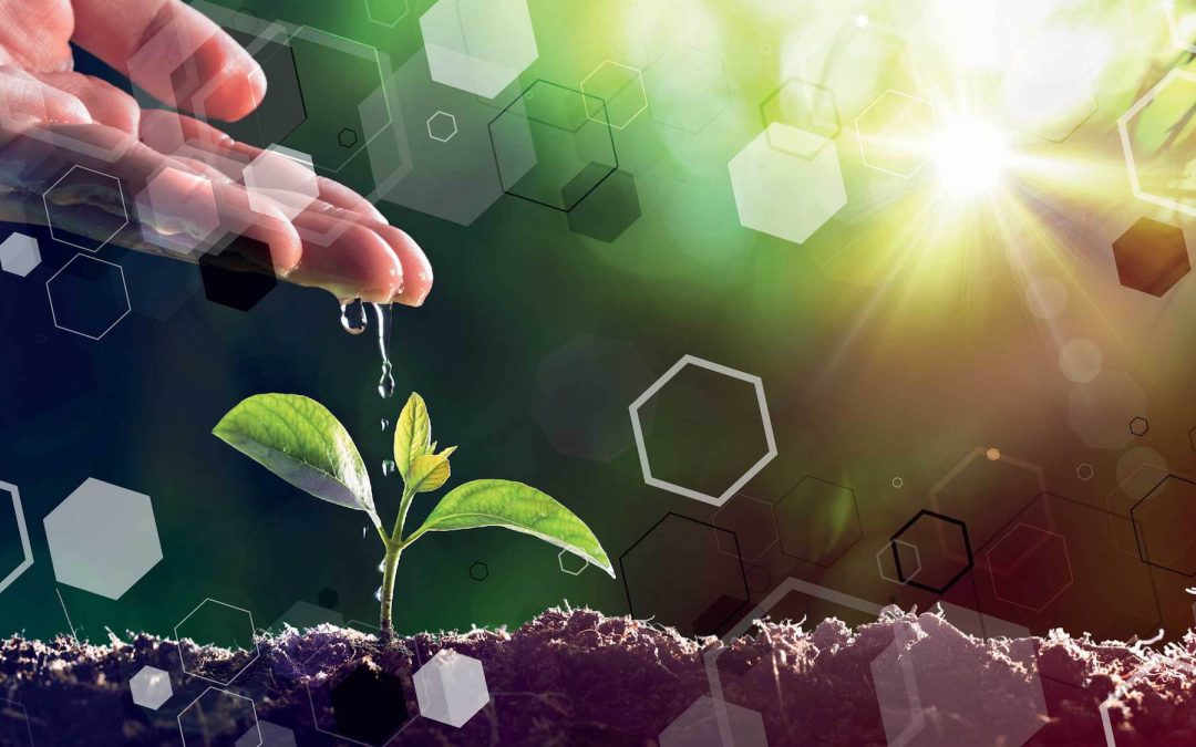 NC State Team Wins BASF Plant Science Competition