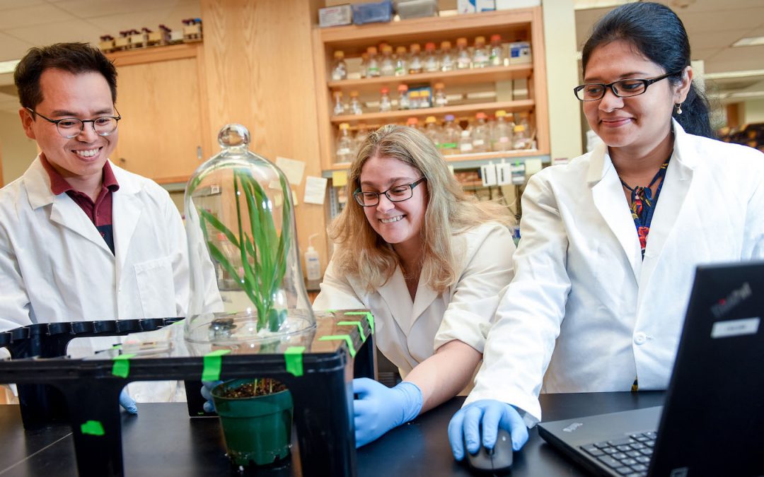 NC State Team Wins BASF Plant Science Competition